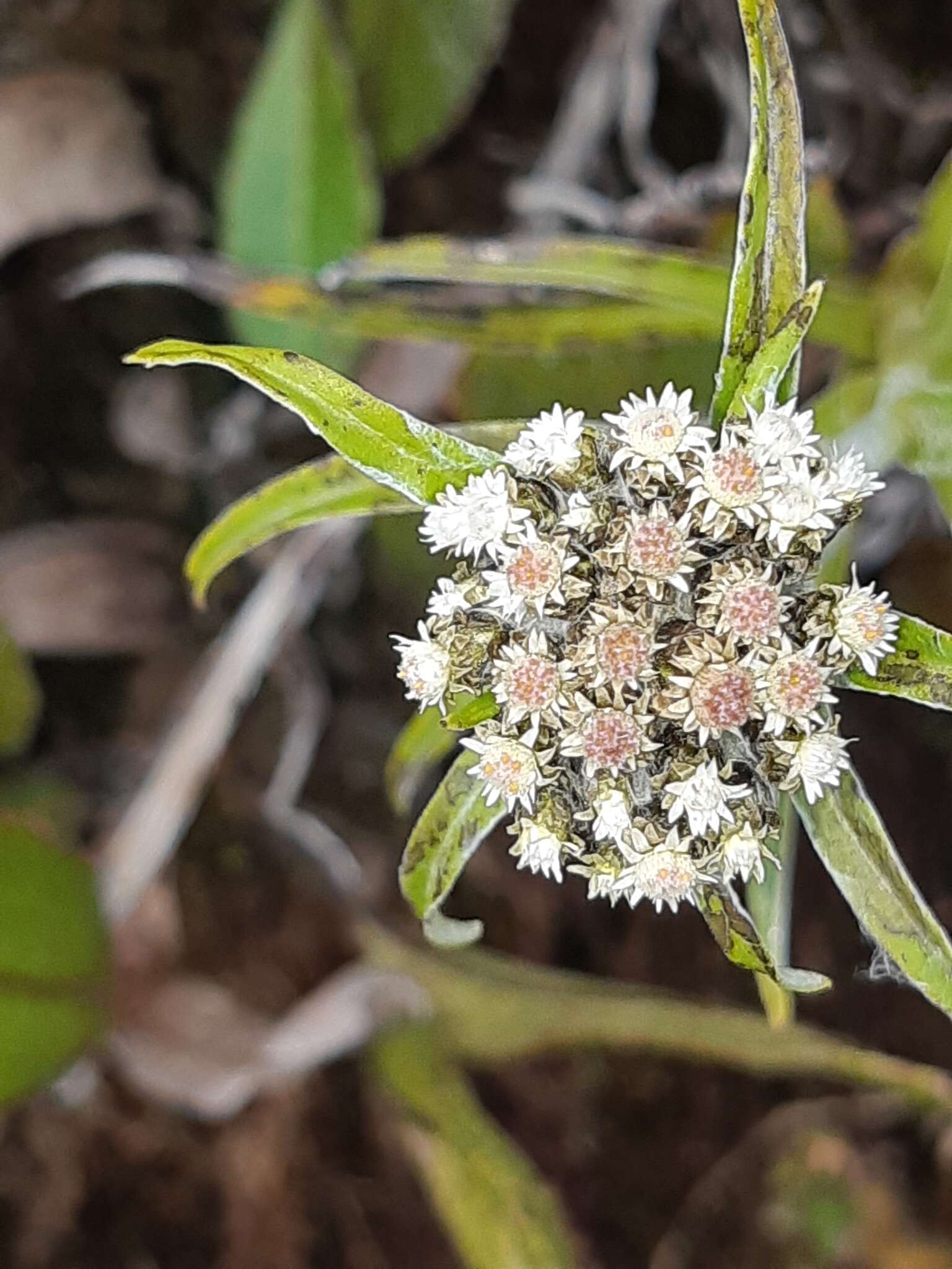 Image of <i>Chryselium gnaphalioides</i>