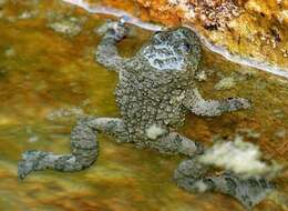 Image of Bombina variegata pachypus