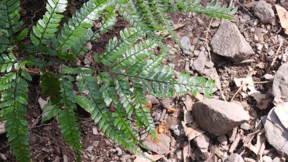 Image of East Indian hollyfern