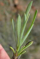 Image of White Dimorphotheca