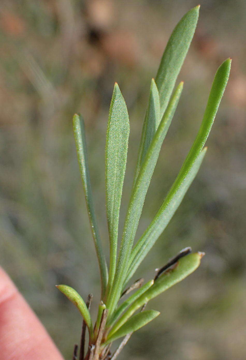 Image of White Dimorphotheca