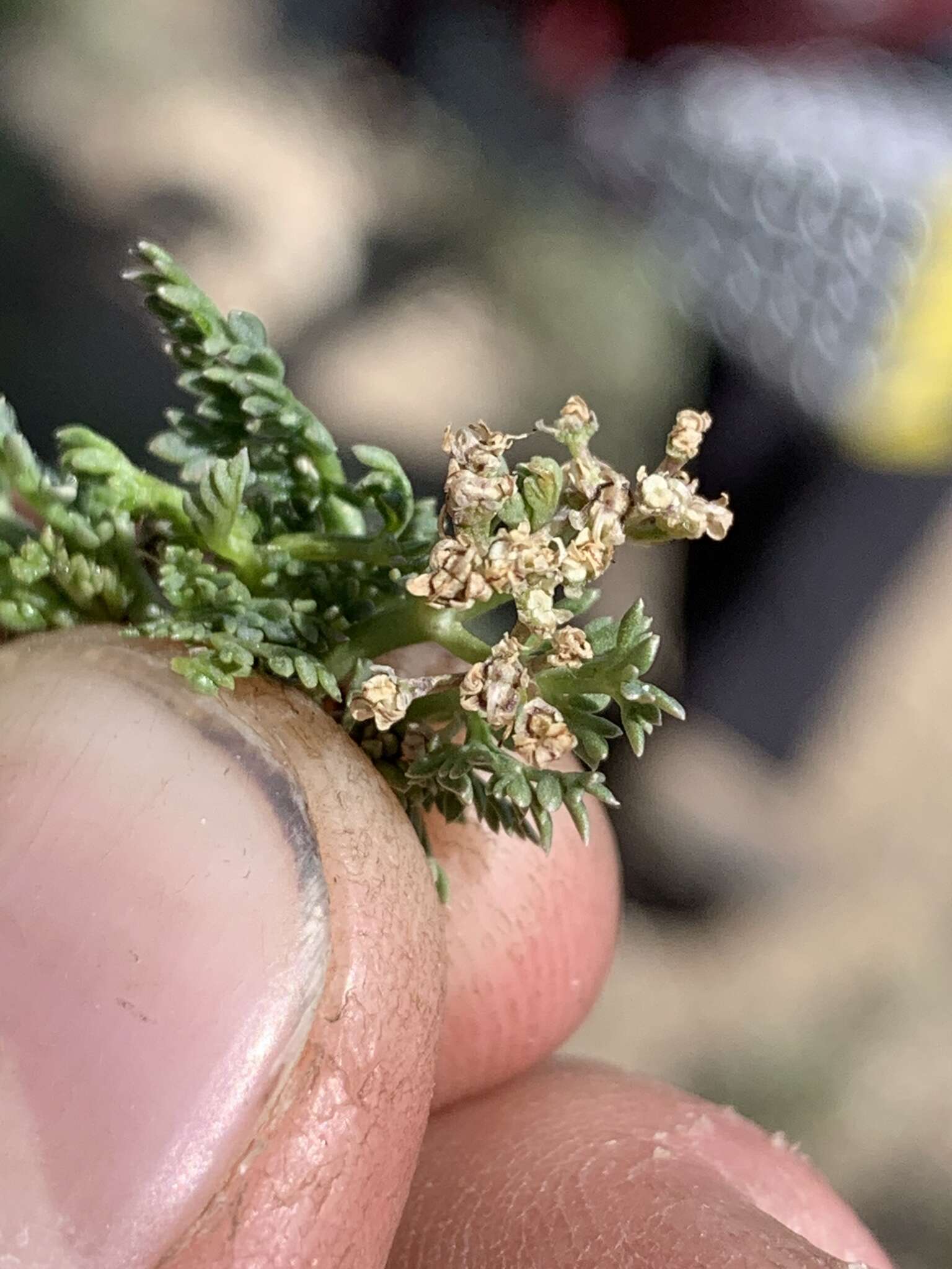 Image of snowline springparsley