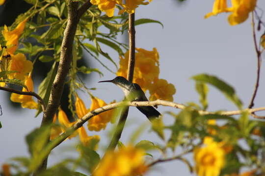 Image of Plain-bellied Emerald