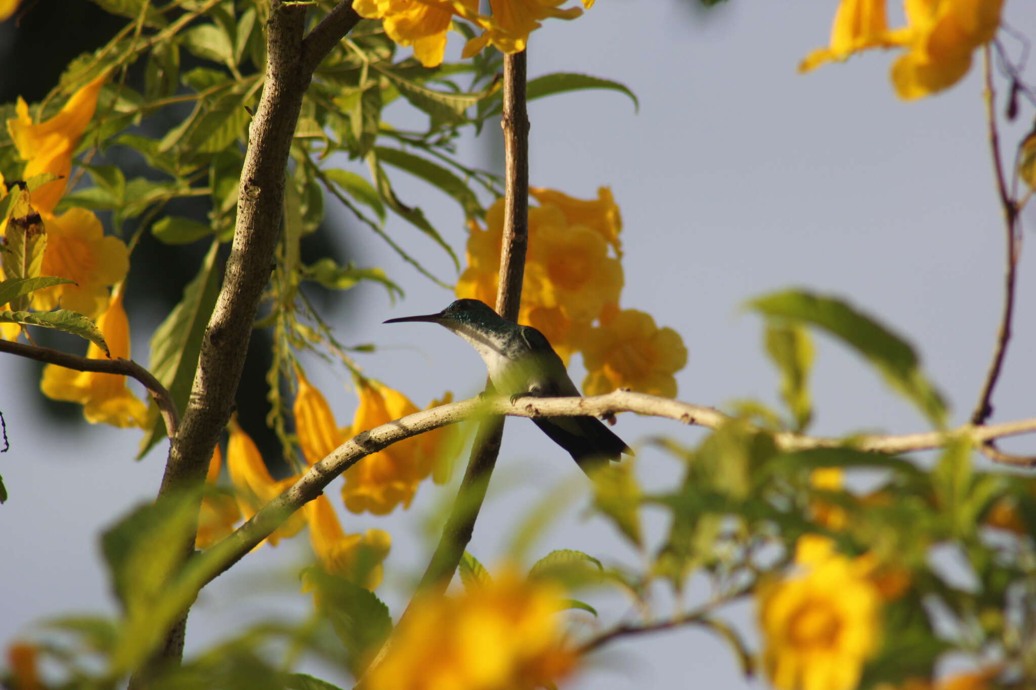 Image of Plain-bellied Emerald