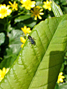 Lasioglossum coeruleum (Robertson 1893) resmi