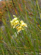 Eulophia tabularis (L. fil.) Bolus的圖片