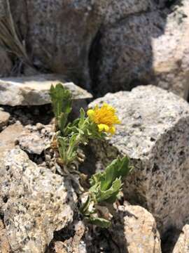 Lorandersonia peirsonii (D. D. Keck) Urbatsch, R. P. Roberts & Neubig resmi