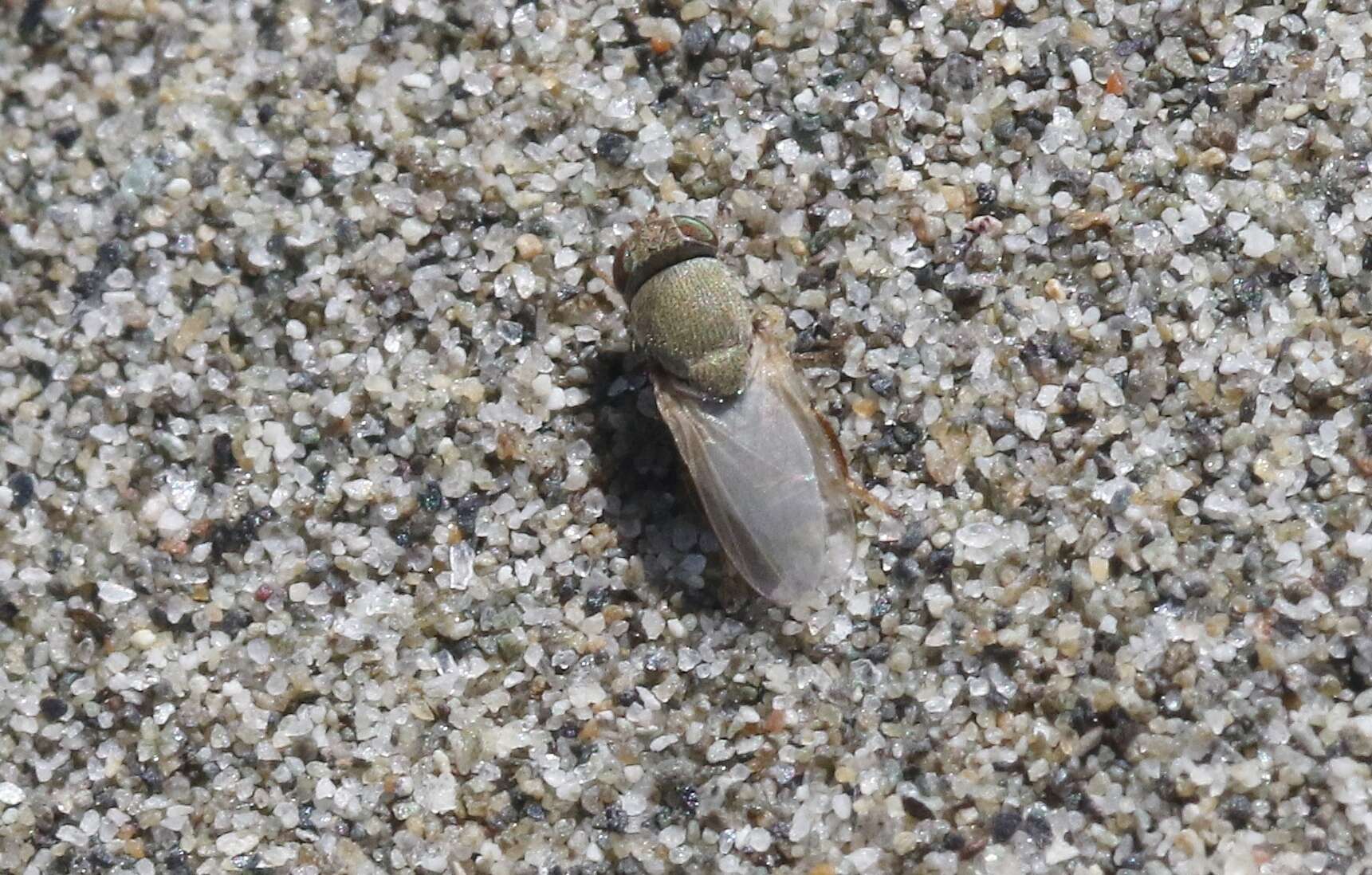 Image of Shore fly