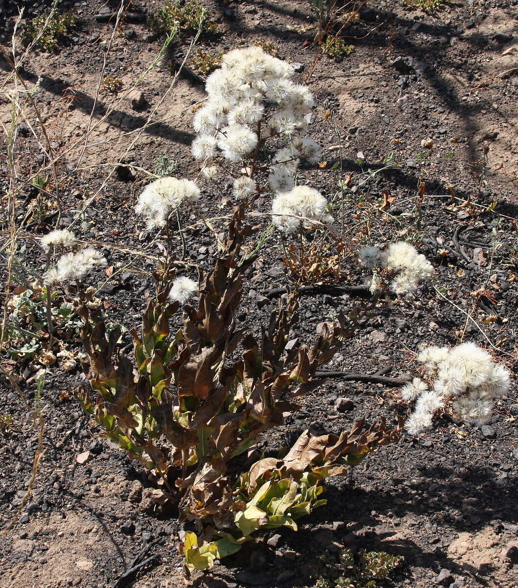 Sivun Acourtia microcephala DC. kuva