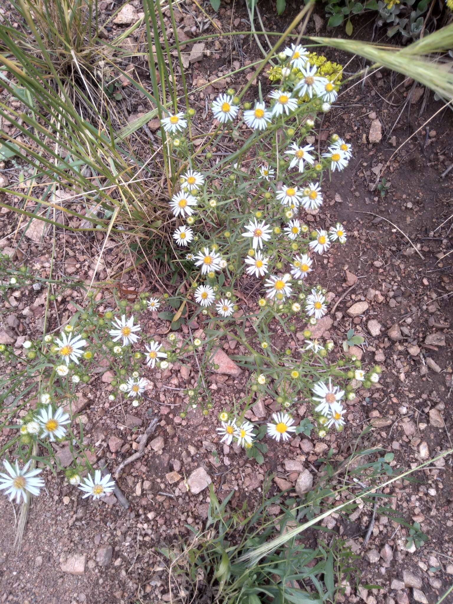 Image de Symphyotrichum porteri (A. Gray) G. L. Nesom