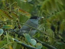 Image of Blackcap