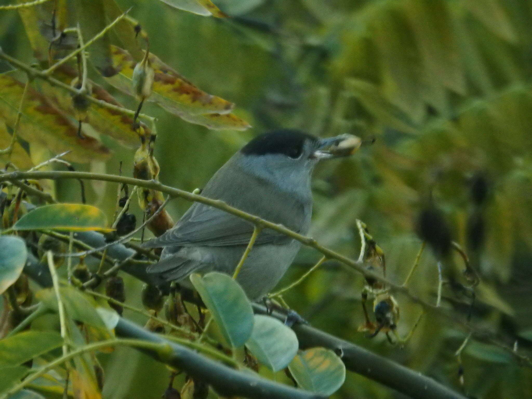 Imagem de Sylvia atricapilla (Linnaeus 1758)