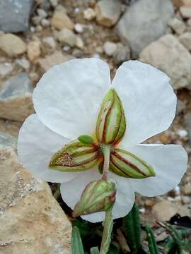 Image of Helianthemum pergamaceum Pomel