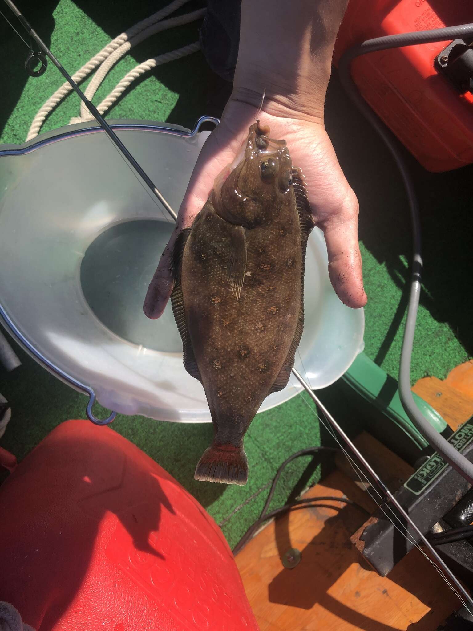 Image of Pacific sanddab