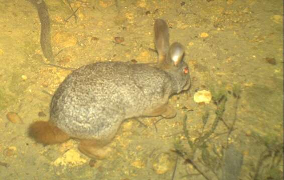 Image of Hewitt's Red Rock Hare