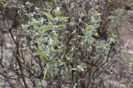 Image of Calanticaria greggii (A. Gray) E. E. Schill. & Panero