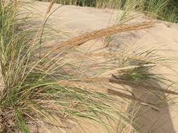 Image of American beachgrass