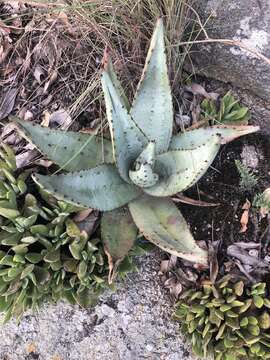 Image of Nespruit rock aloe