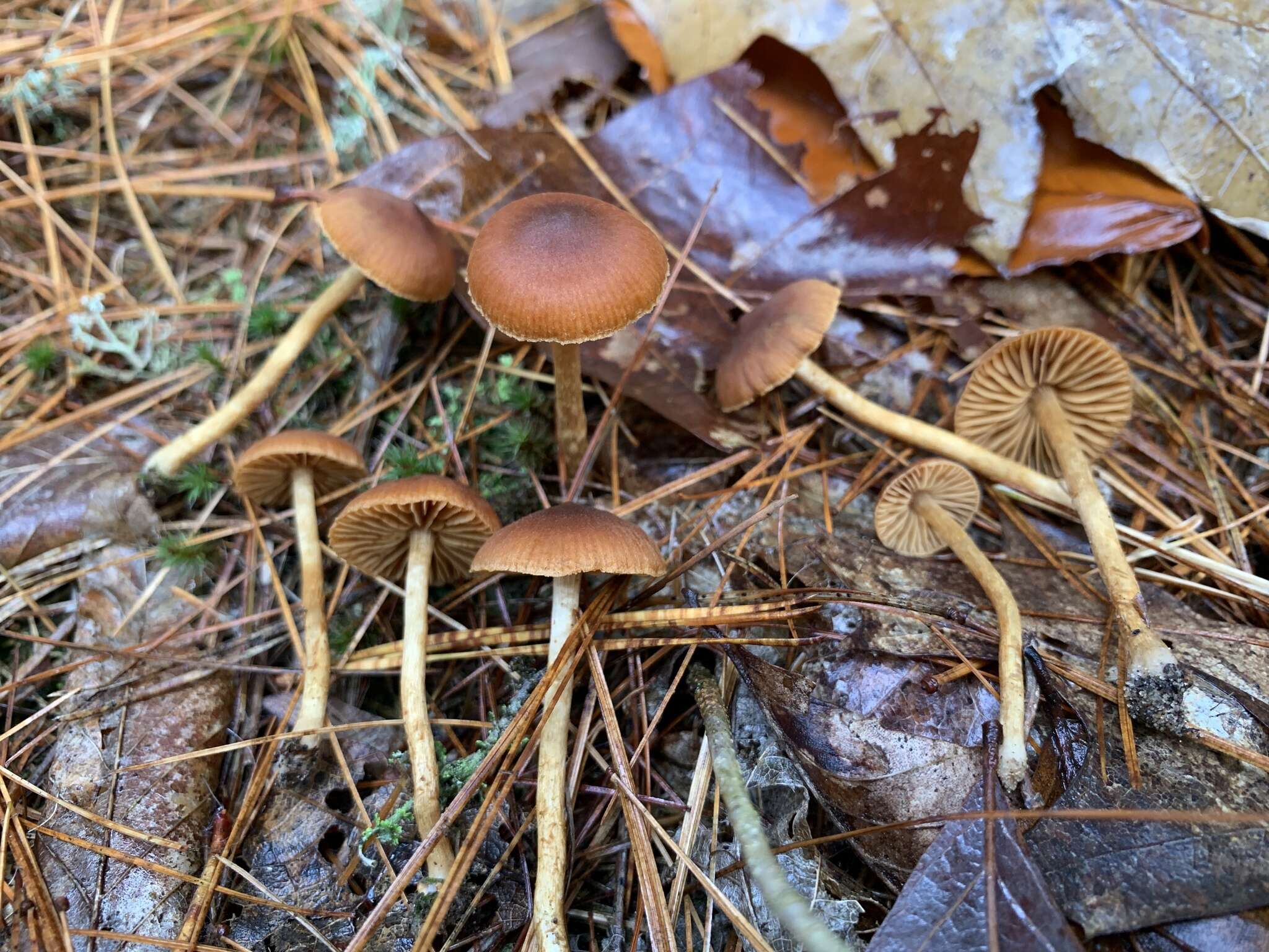 Image of Cortinarius laetus M. M. Moser 1968