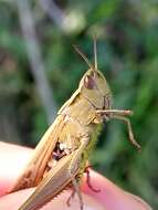 Image of Omocestus (Omocestus) lucasii (Brisout de Barneville 1850)