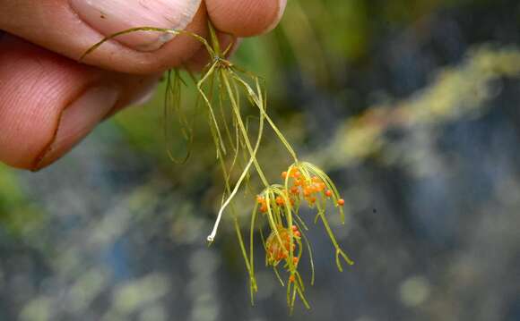 Image of Dark Stonewort