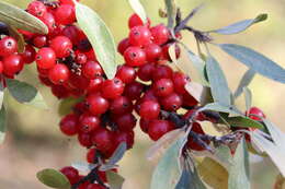 Imagem de Shepherdia canadensis (L.) Nutt.