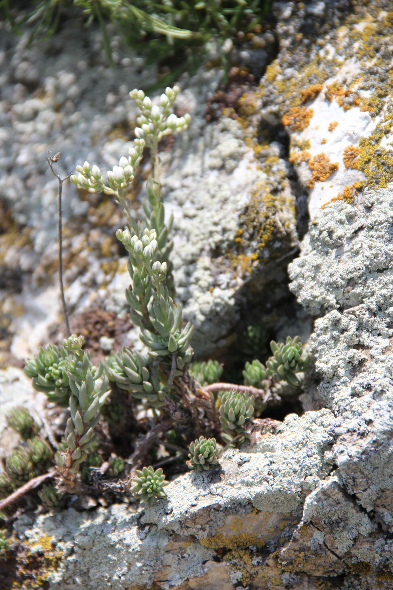 Sivun Petrosedum subulatum (C. A. Mey.) Afferni kuva