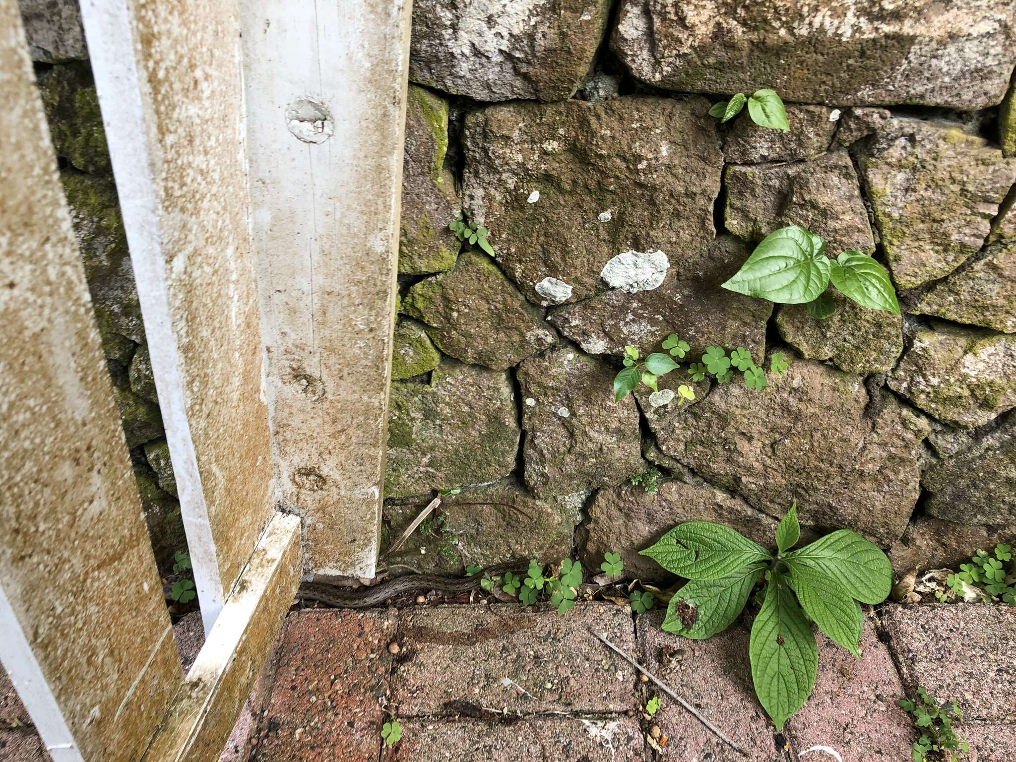 Image of Orange-bellied Racer