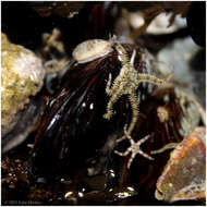 Image of Ophionereis diabloensis Hendler 2002