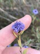 Image of Alypo globe daisy