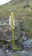 Image of Habenaria monadenioides Schltr.