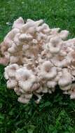 Polyporus umbellatus (Pers.) Fr. 1821 resmi