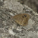 Plancia ëd Stygionympha wichgrafi grisea