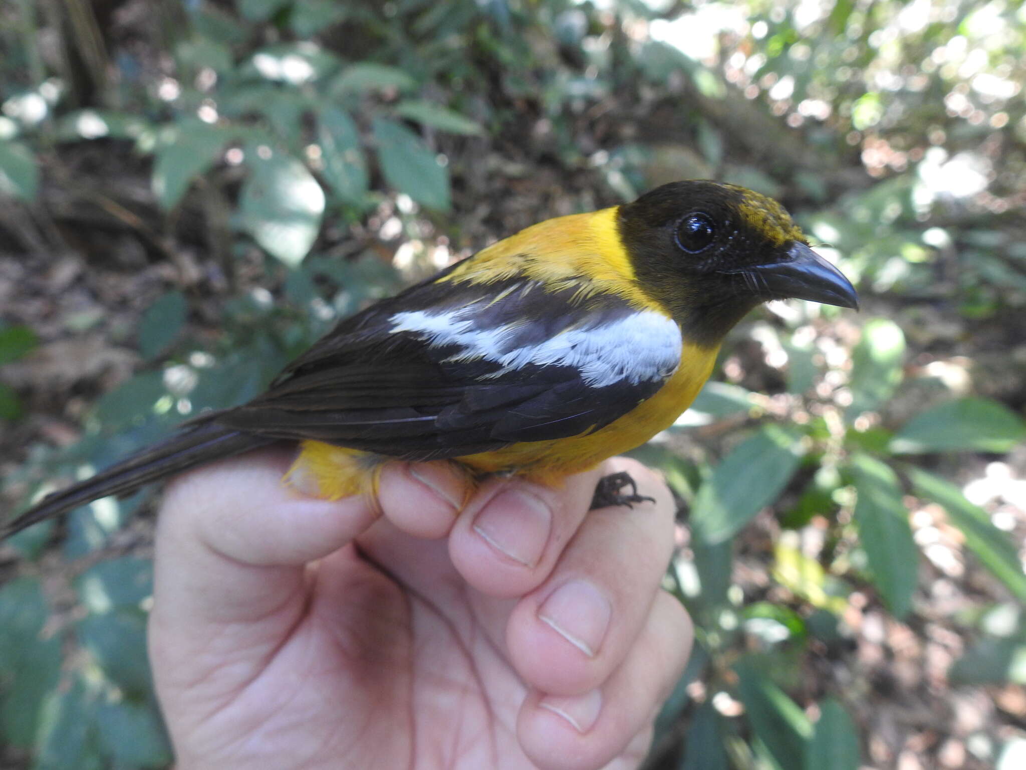 Image of White-winged Shrike-Tanager