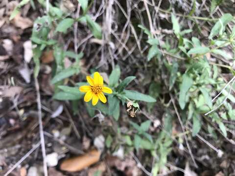 Imagem de Wedelia acapulcensis var. hispida (Kunth) J. L. Strother