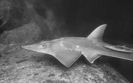 Image of White-spotted Guitarfish