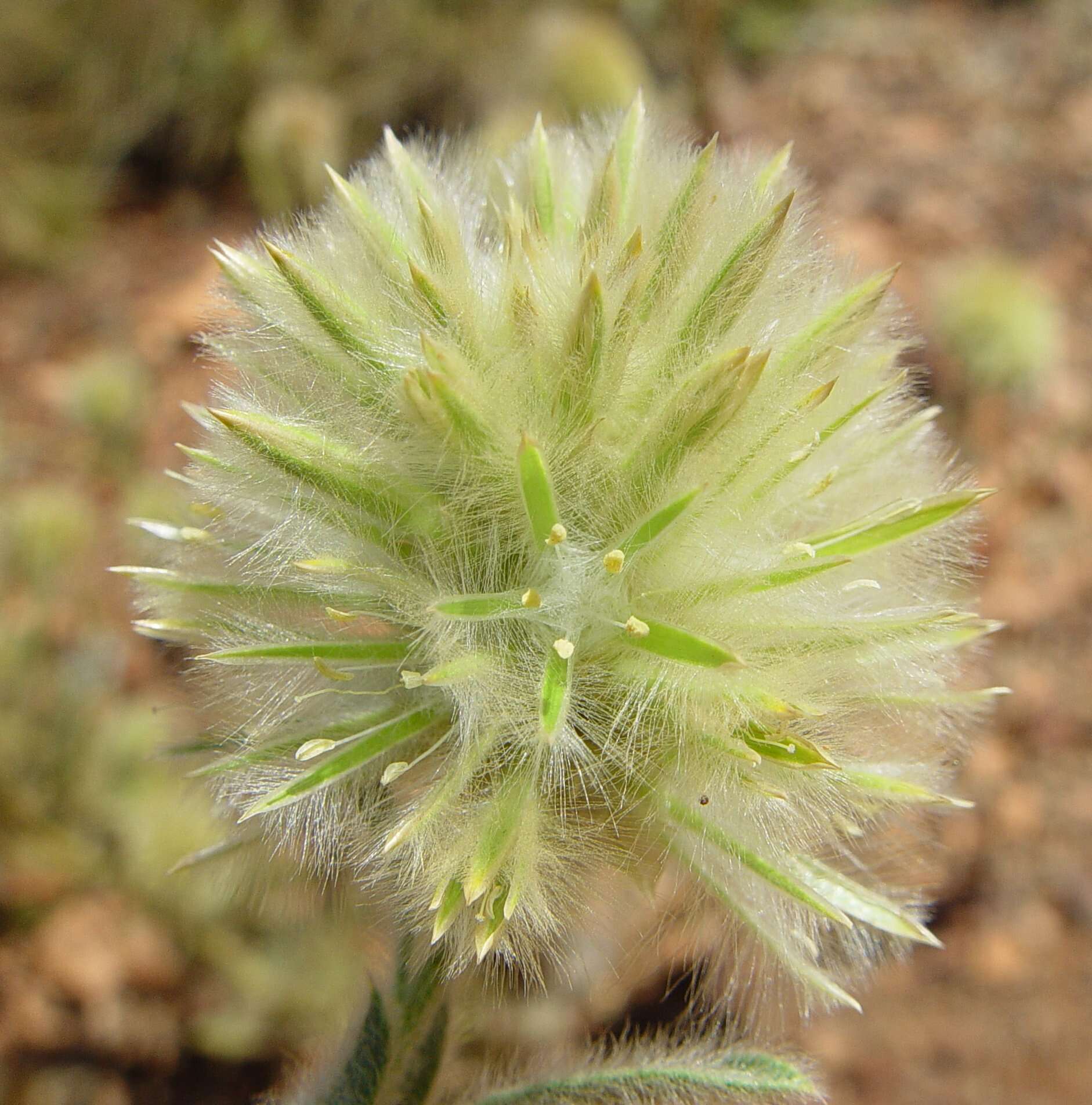 Ptilotus clementii (Farmar) Benl的圖片