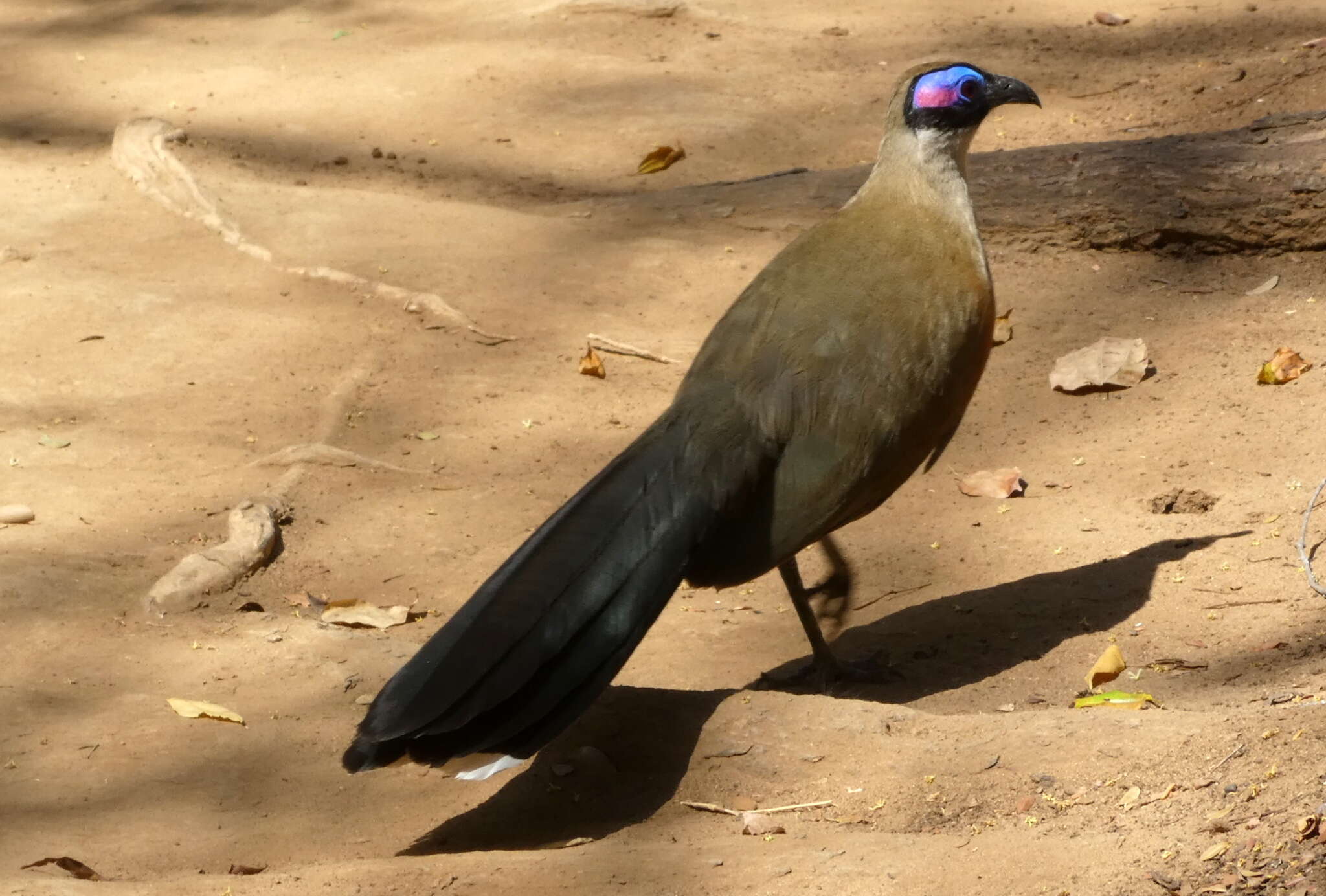 Image of Giant Coua