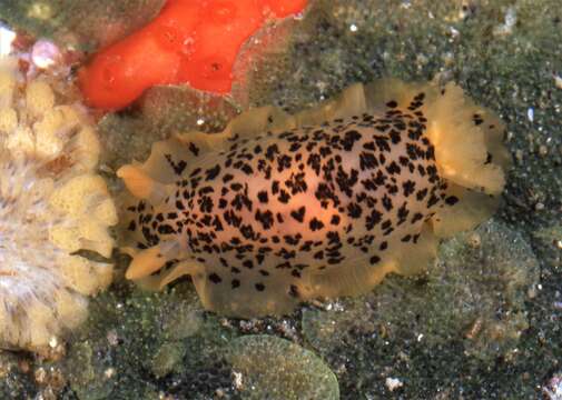 Слика од Dendrodoris stohleri Millen & Bertsch 2005