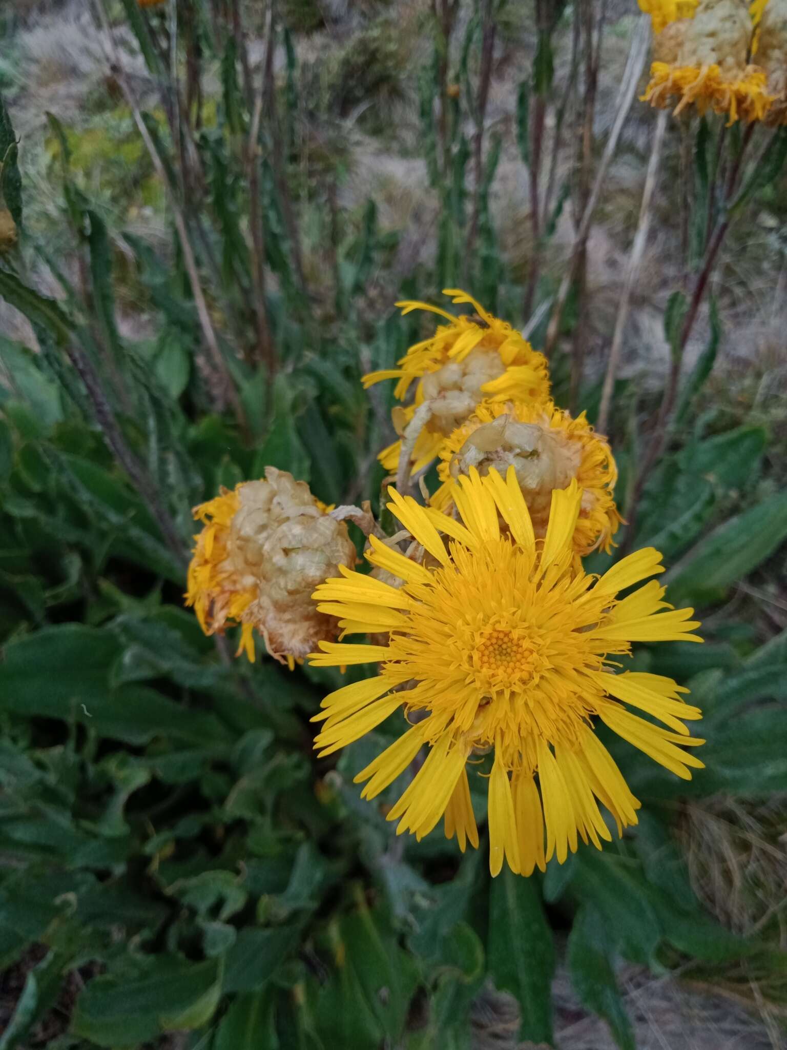 Слика од Podolepis laciniata