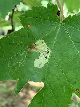 Image of Maple Leafblotch Miner