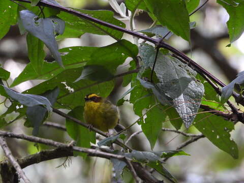 Image of Golden-browed Warbler