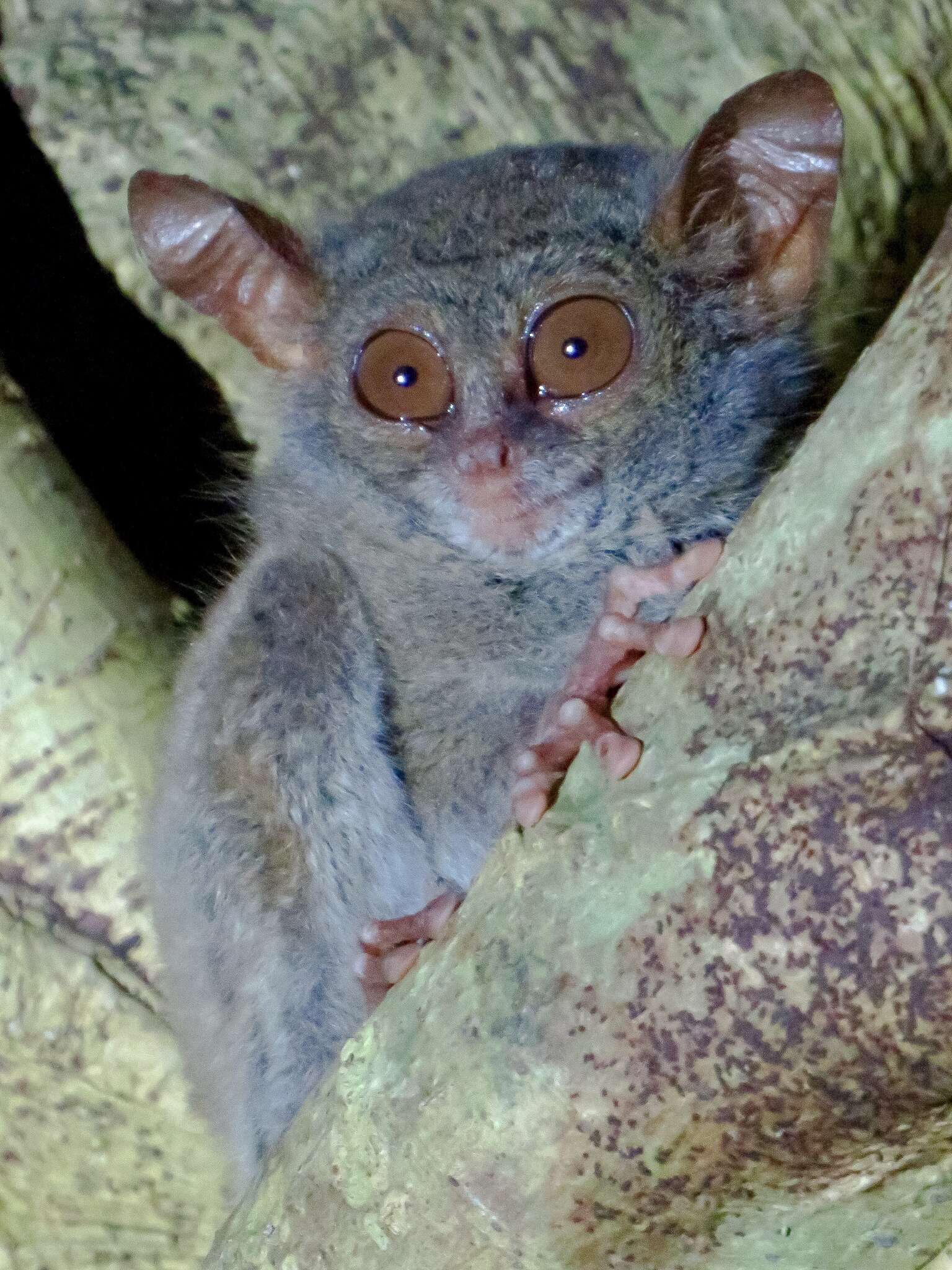 Image de Tarsius spectrumgurskyae Shekelle, Groves, Maryanto & Mittermeier 2017