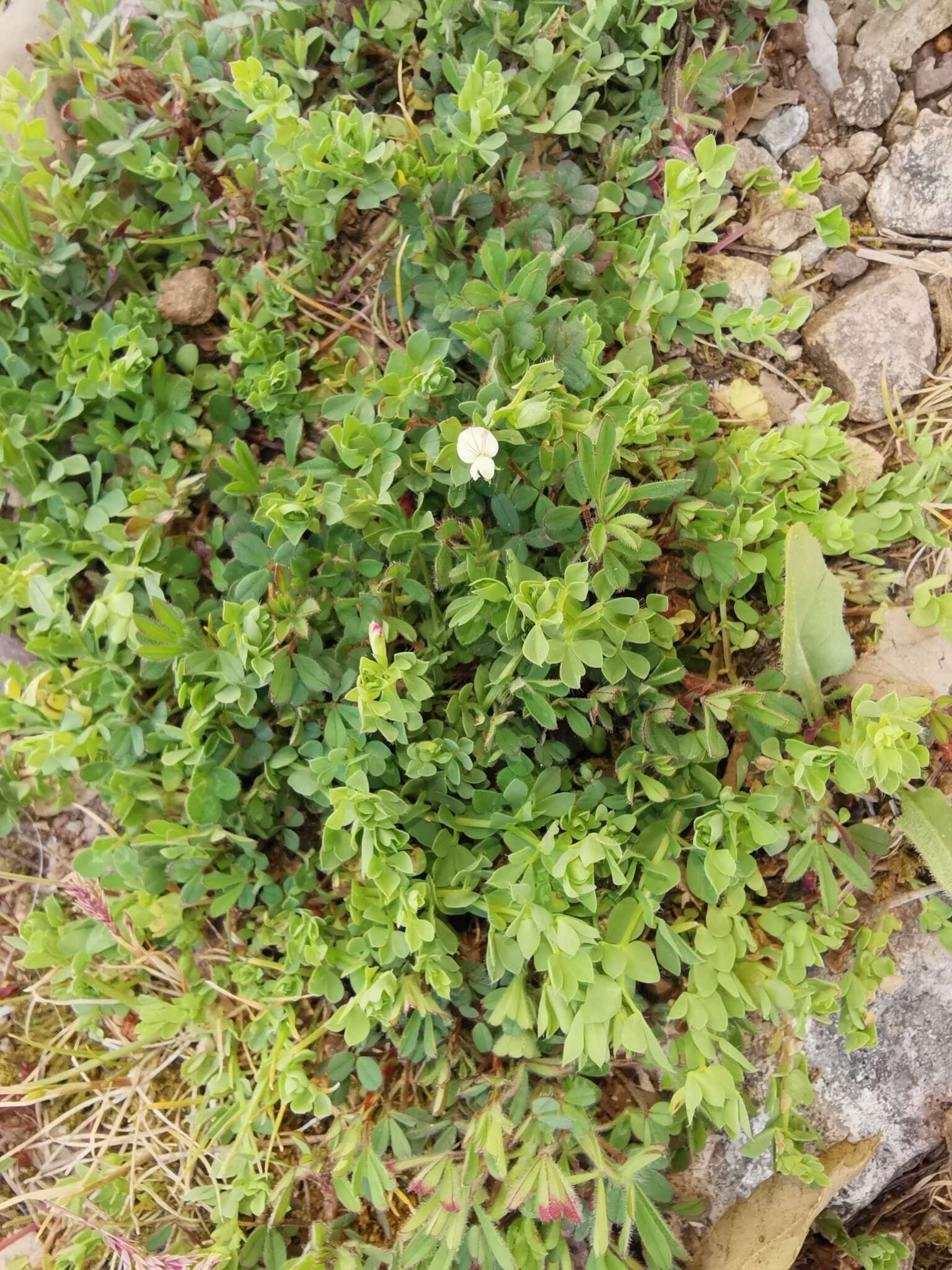 Image de Lotus conimbricensis Brot.