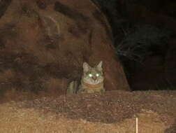 Image of African Wildcat