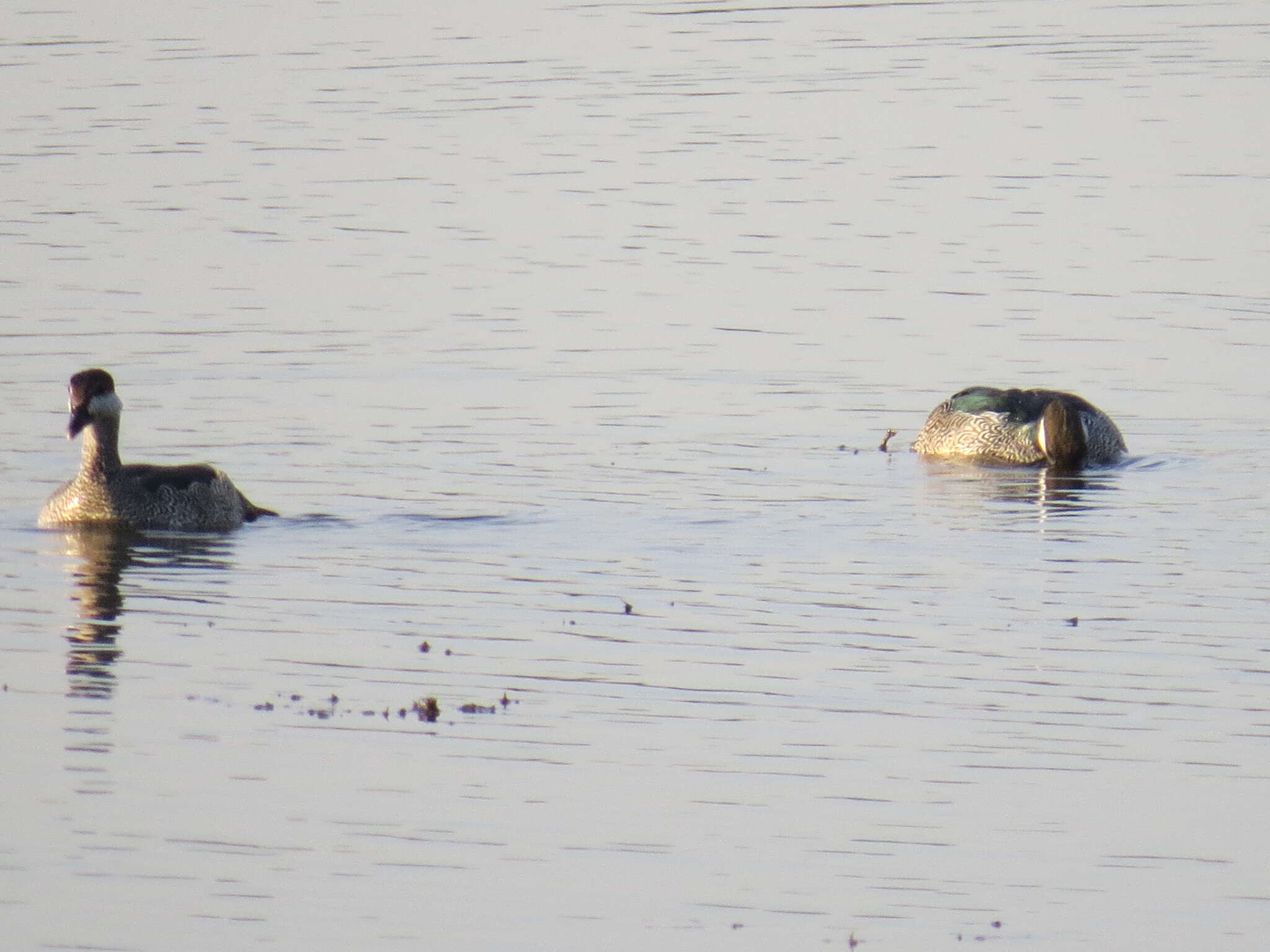 Image of Green Pygmy Goose