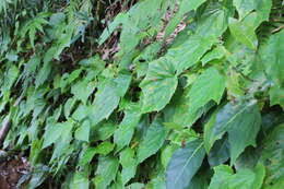 Image of Begonia ravenii C. I. Peng & Y. K. Chen