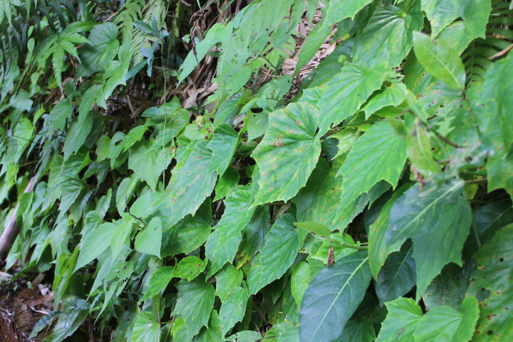 Image of Begonia ravenii C. I. Peng & Y. K. Chen