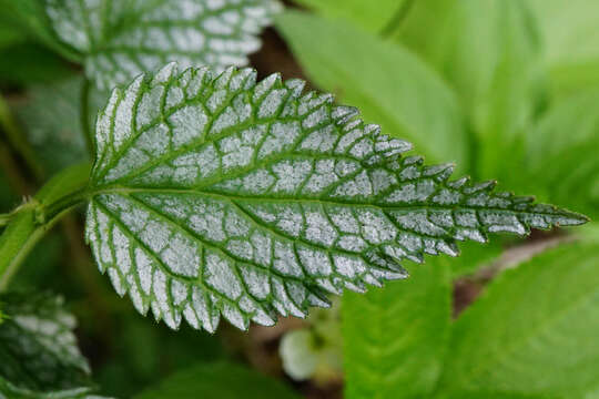 Image of Lamium galeobdolon subsp. flavidum (F. Herm.) Á. Löve & D. Löve