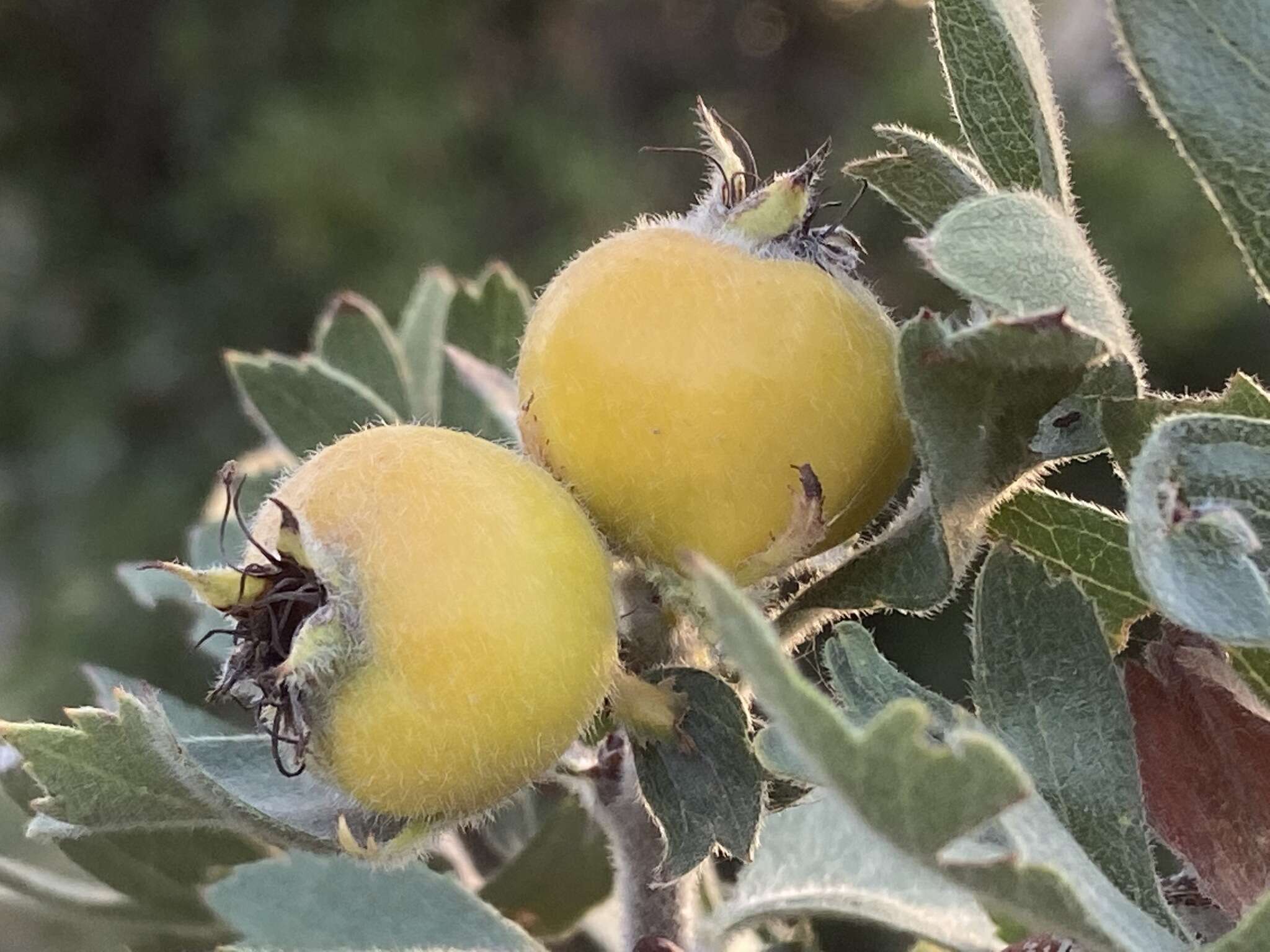 Sivun Crataegus orientalis subsp. pojarkovae (Kossych) J. I. Byatt kuva